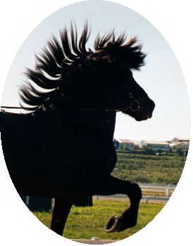 Icelandic Horses of North America.  Icelandic Horse Connection brings you up to date information about all aspects of the Icelandic Horse.